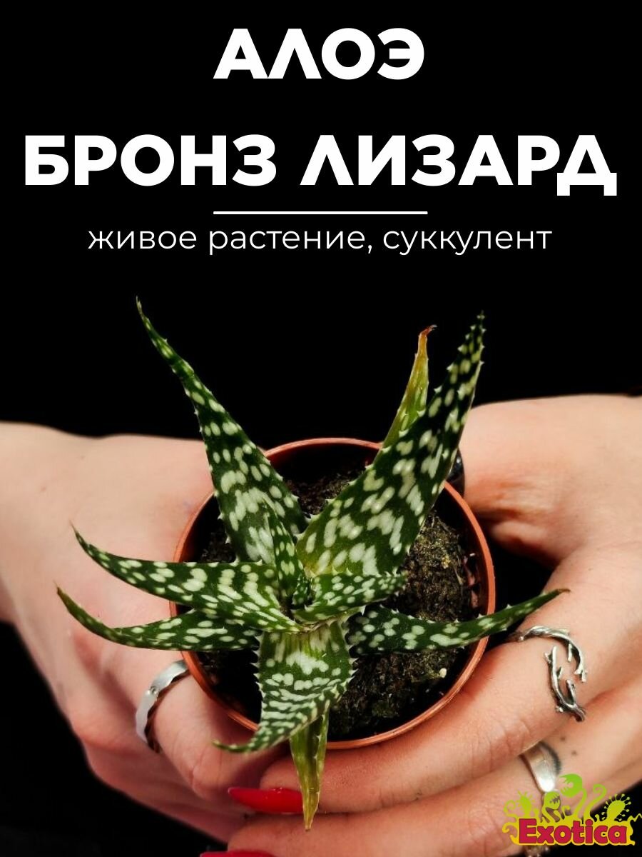Алое Бронз Лизард (Aloe Bronze Lizard) D5см