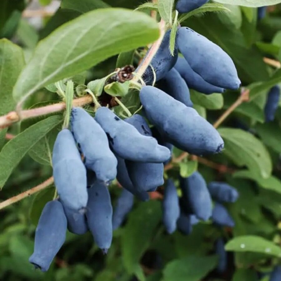 Семена Deodar SEEDS COMPANY Жимолость садовая 25 шт.