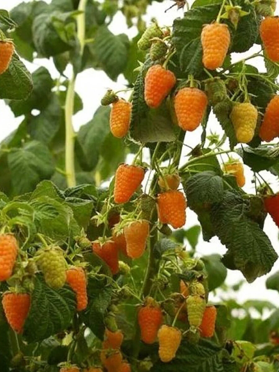 Малиновое дерево Голд (1 шт) / высокоурожайный морозостойкий сорт