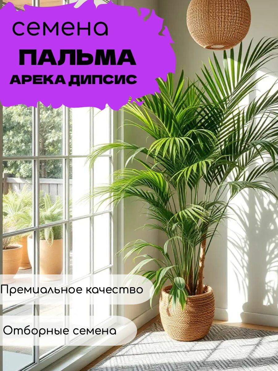 Пальма Арека Дипсис, хризалидокарпус, комнатная, очищает воздух, Семена 5 шт + подарок