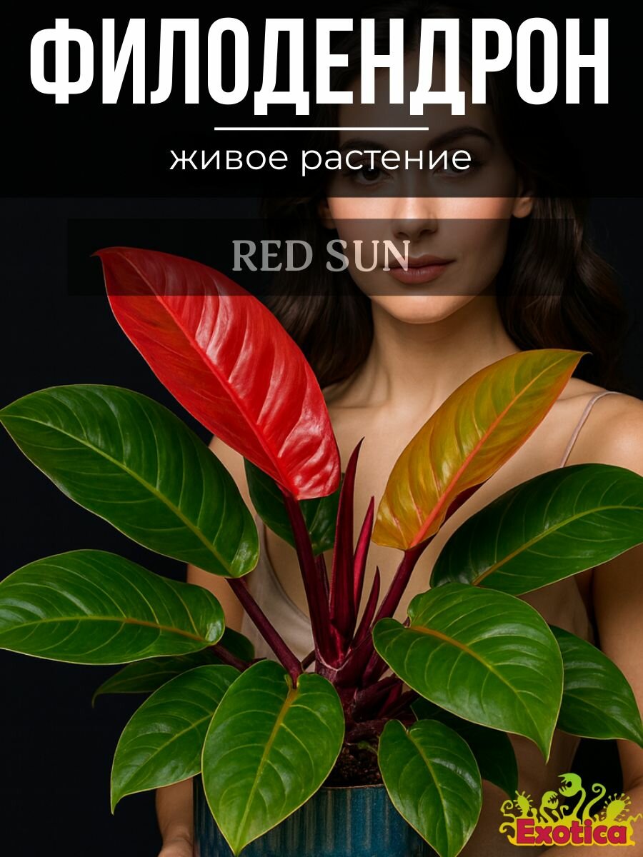Филодендрон Ред Сан или Красное Солнце (Philodendron Red Sun) D6см растение в горшке