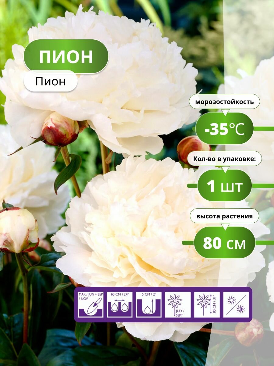 Пион Holland Bulb Market "Вайт" корень многолетник высота 80 см