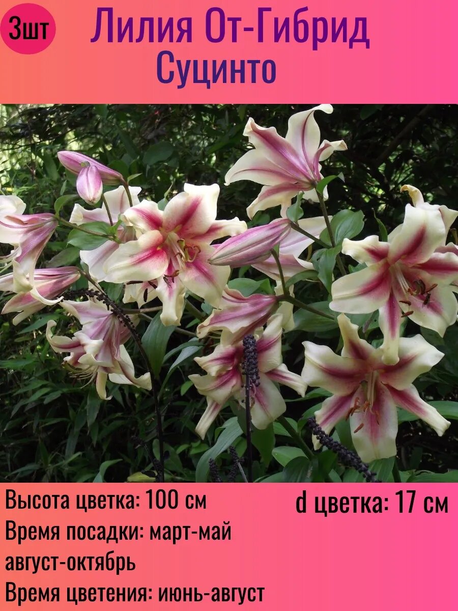 Лилии луковицы От-гибрид многолетние 3 штуки
