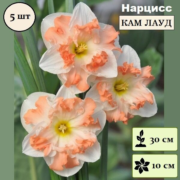Луковицы Нарцисс крупнокорончатый Кам Лауд / в упаковке 5 шт