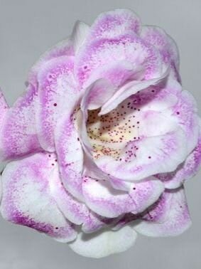 Глоксиния Pink Marble