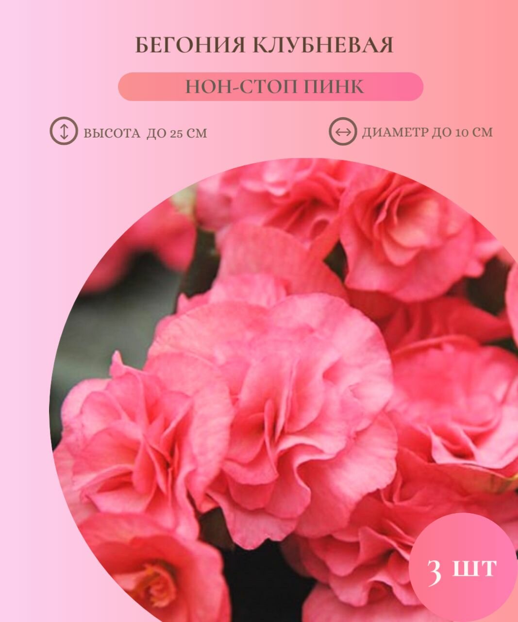 Бегония Нон Стоп Розовая 5/6 3 шт Садовита