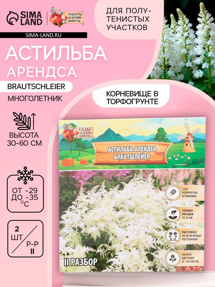 Астильба Арендса Brautschleierмноголетник корневище в торфогрунте р-р II 2 шт.