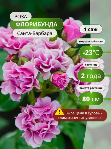 Изображение товара Роза Флорибунда "Санта-Барбара", многолетняя, высота 80 см, 1шт.