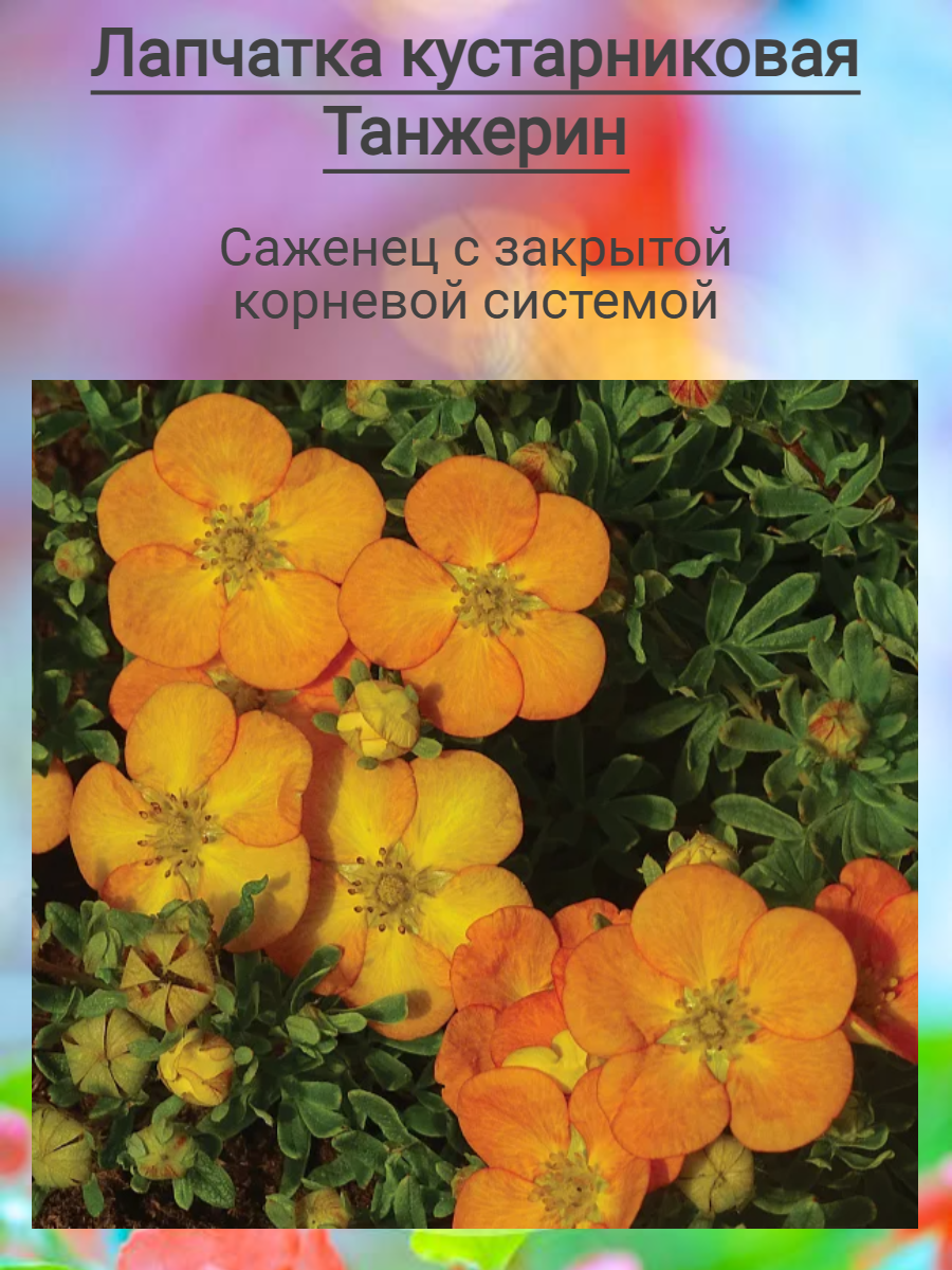 Лапчатка кустарниковая Танжерин