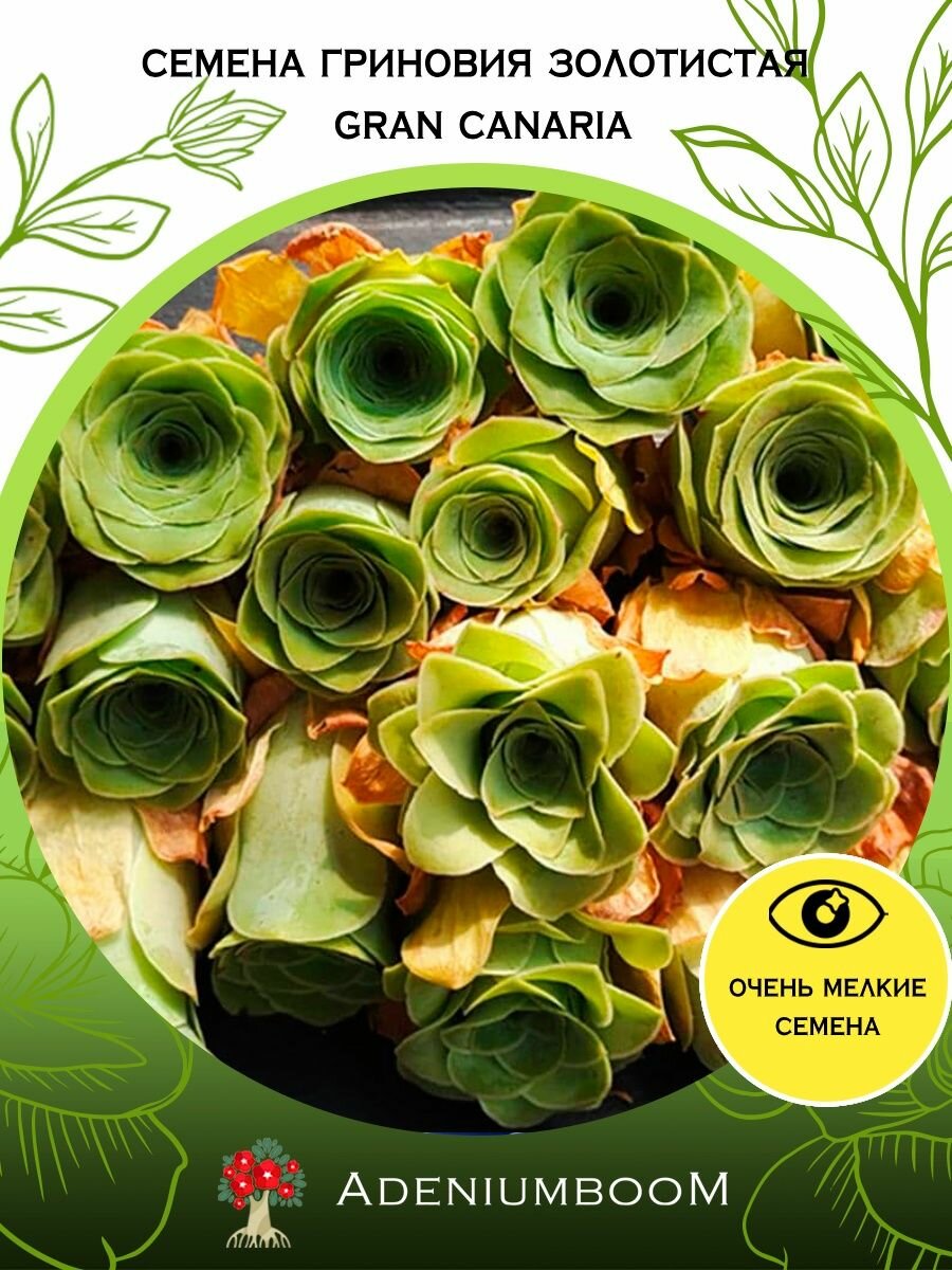 Семена Гриновия Золотистая Gran Canaria (5 шт.) /Greenovia Aurea, семена редких комнатных цветов, суккулентов многолетних, цветущих растений/AdeniumBoom