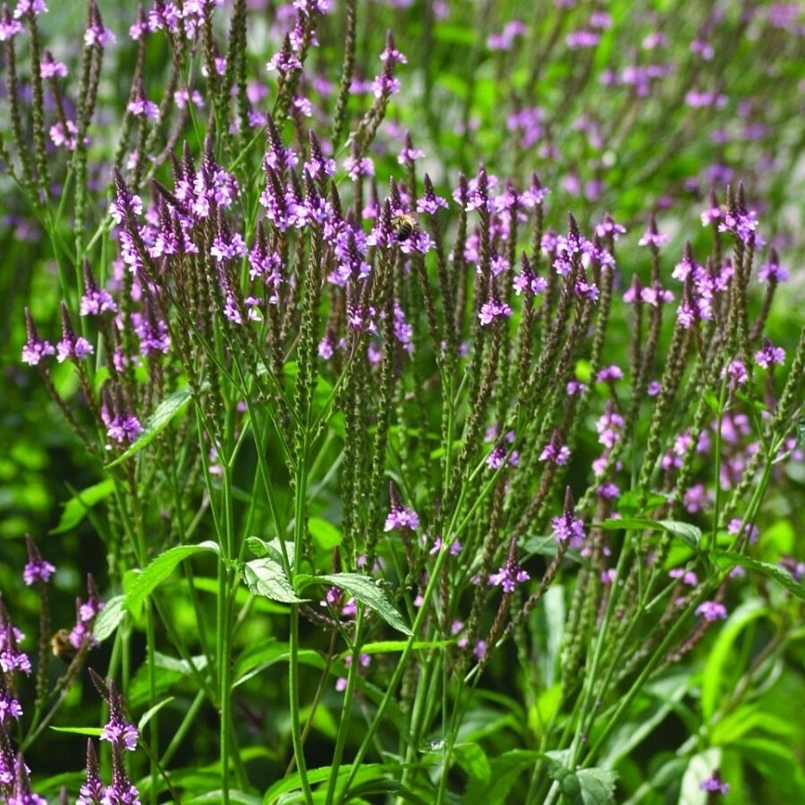 Семена Deodar SEEDS COMPANY Вербена лекарственная 100 шт.