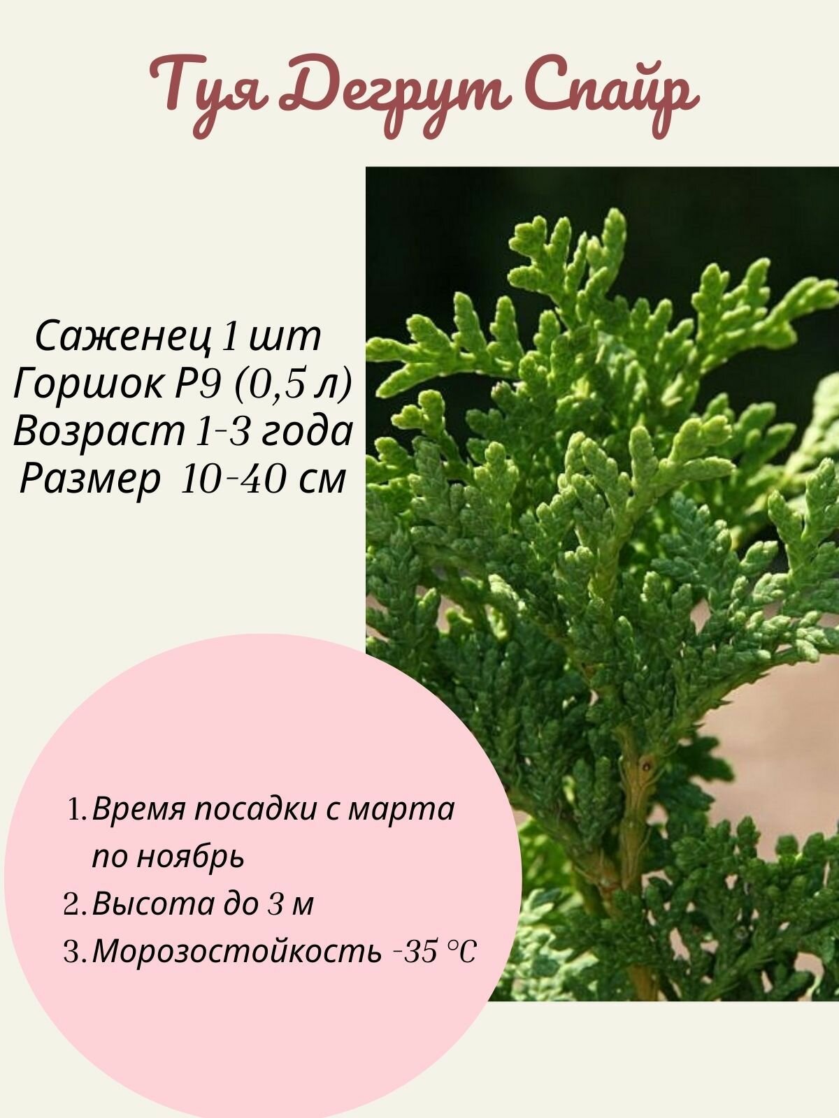 Туя Дегрут Спайр 1 шт саженец в горшке Р9