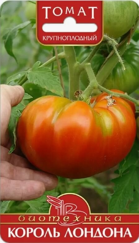 Семена Томат Король Лондона Биотехника