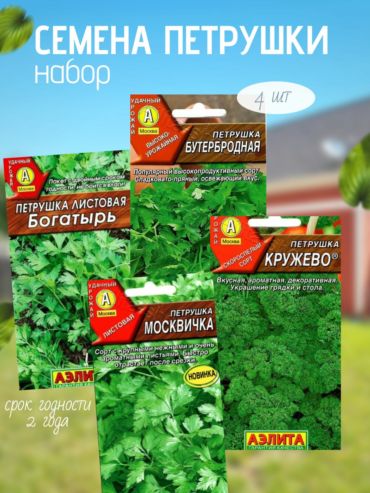 Корневая и листовая петрушка