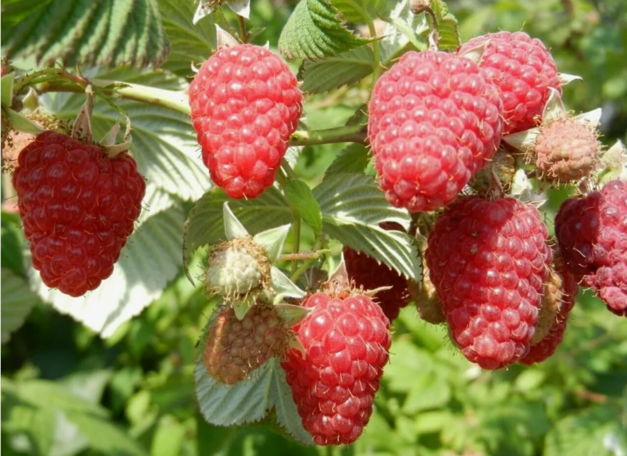 Малина крупноплодная 