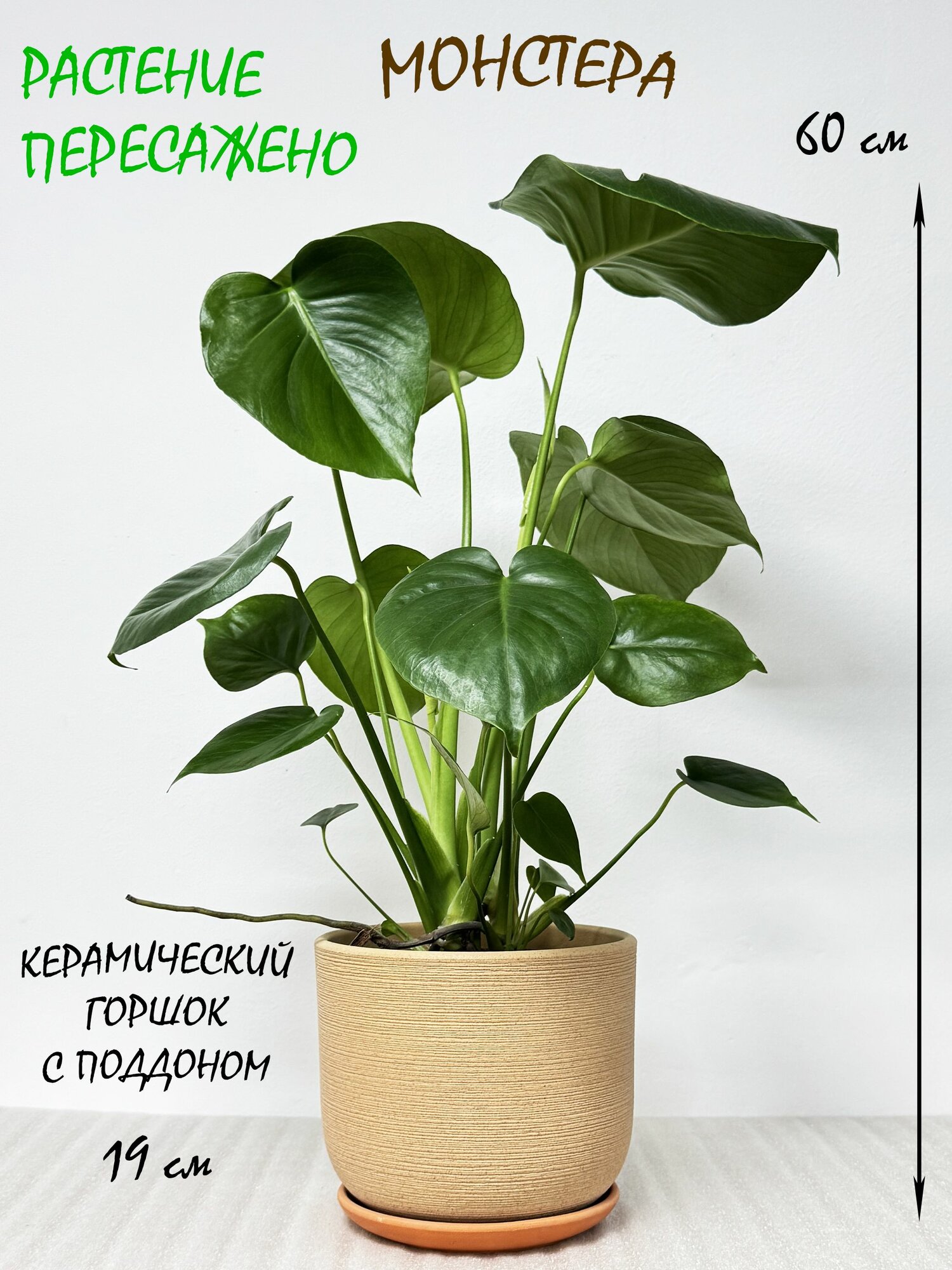 Монстера Делициоза в кремовом керамическом горшке с поддоном высота 55-65см
