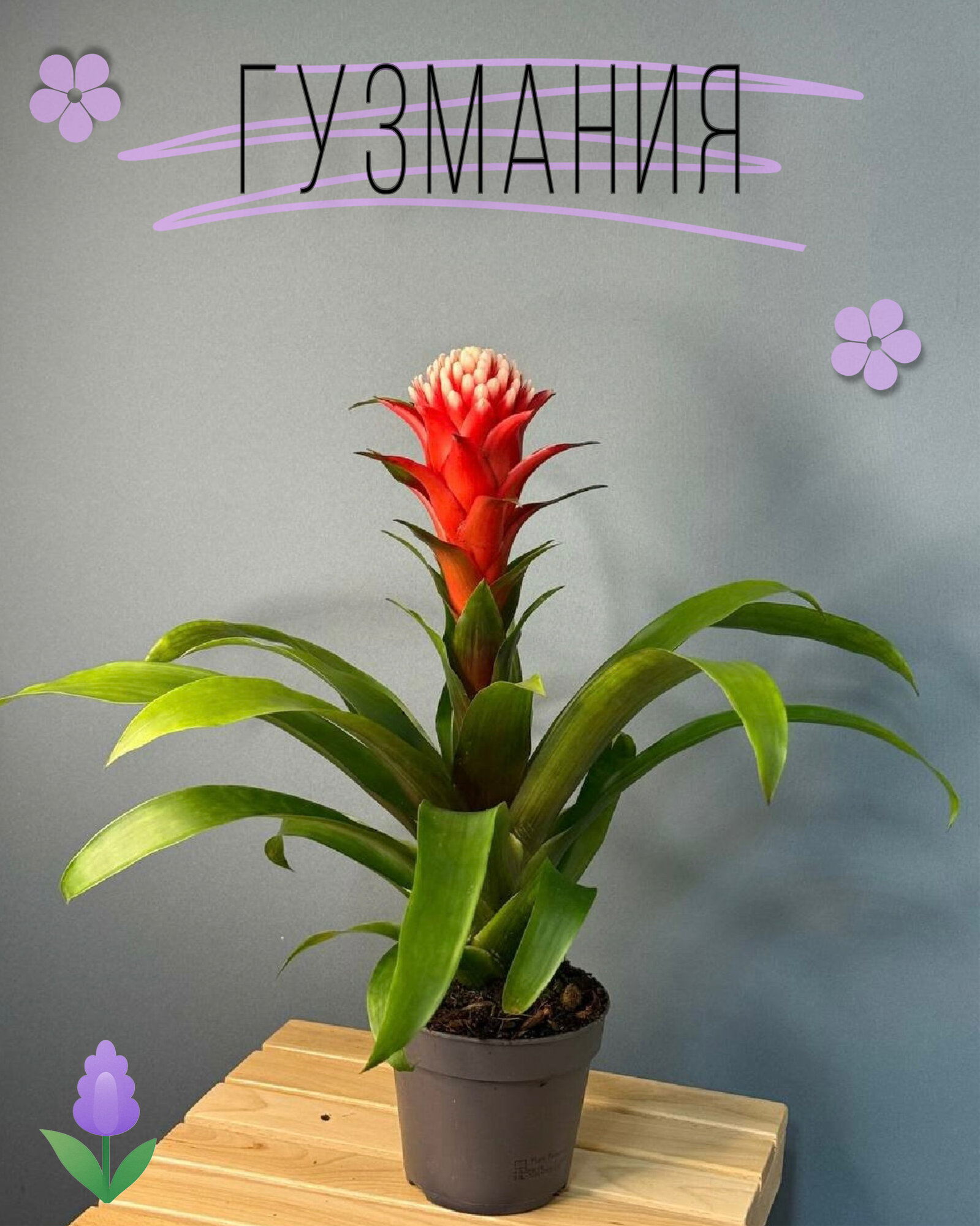 Гузмания с ярким красным соцветием в горшке — экзотическое комнатное растение для уюта и декора