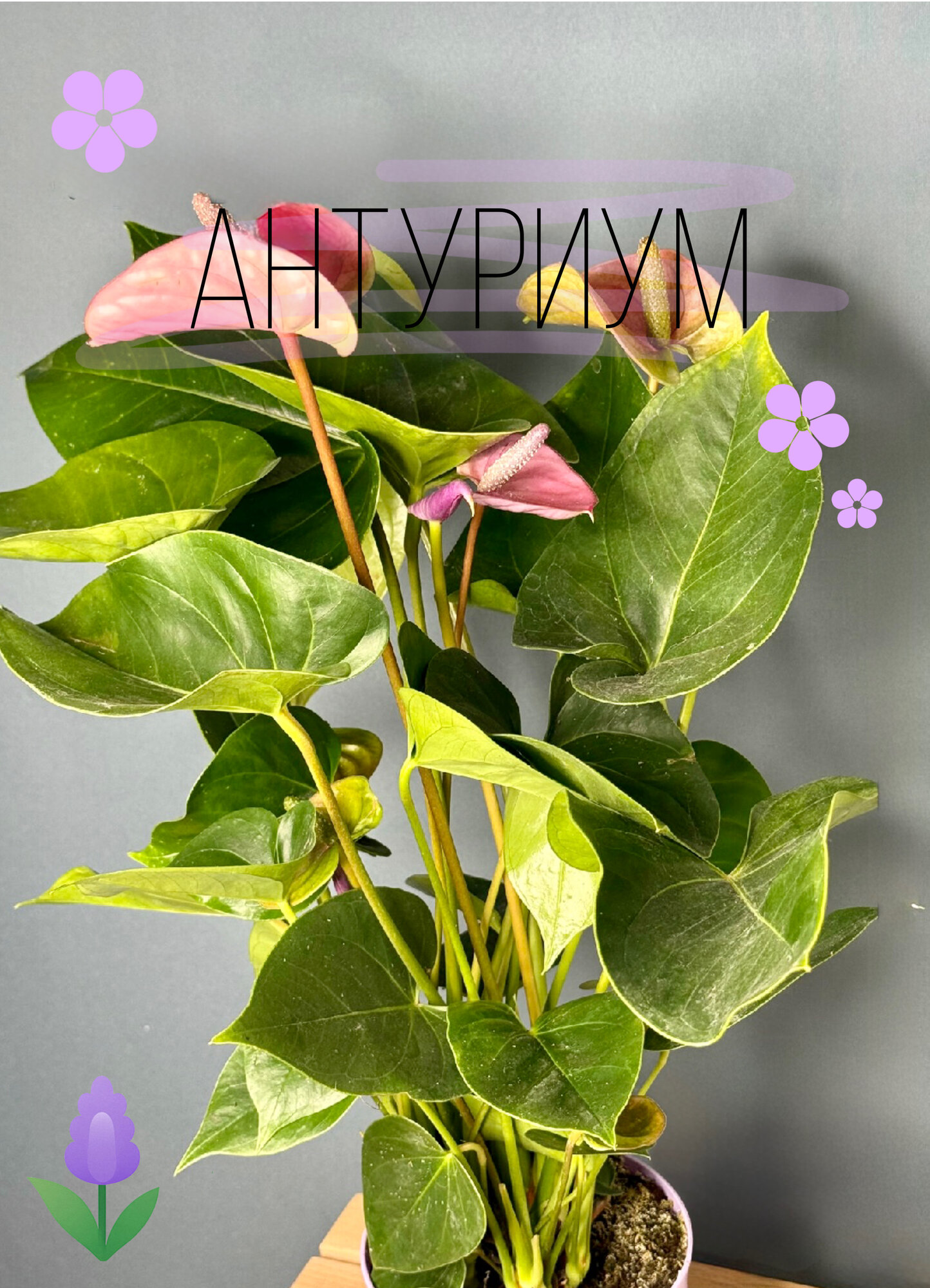 Антуриум Андре (Anthurium andreanum) — эффектное тропическое растение с глянцевыми листьями и розово-красными соцветиями