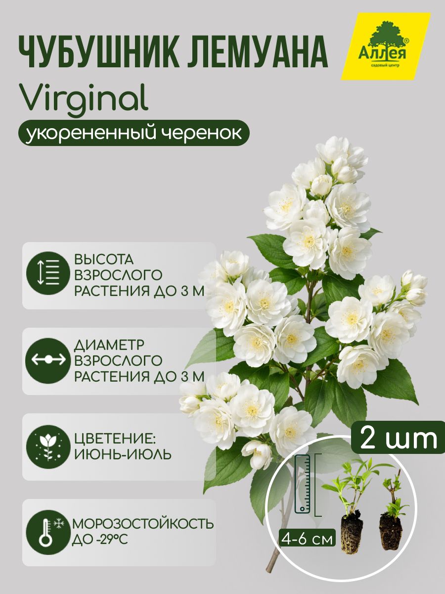 Чубушник Лемуана Virginal укорененный черенок, 2 шт.