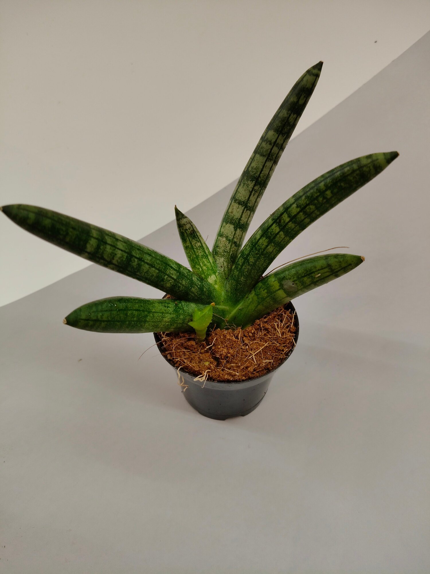 Комнатное растение Сансевиерия Бонселенсис (Sansevieria Boncel), Неприхотливый суккулент, очищающий воздух — фото 1
