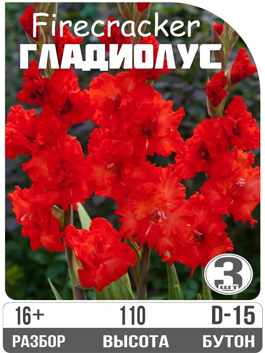 Луковицы гладиолуса 