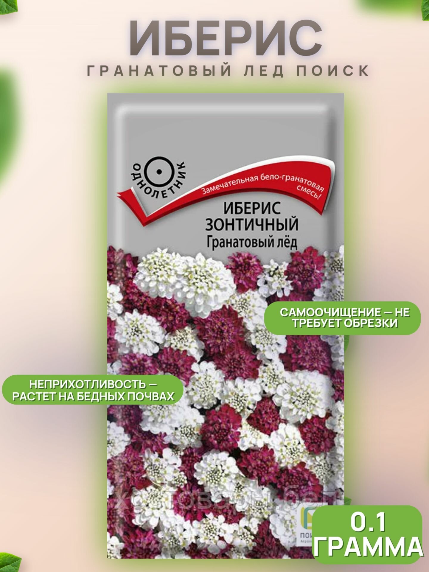Иберис Гранатовый лед / Поиск