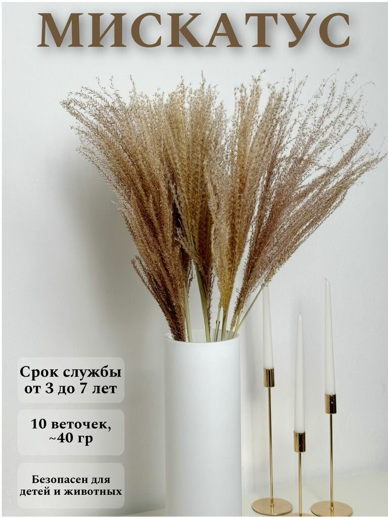 Мискатус сухоцветы для декора 10 веточек