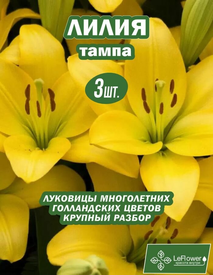 Лилия Луковица Тампа 3 шт (1)