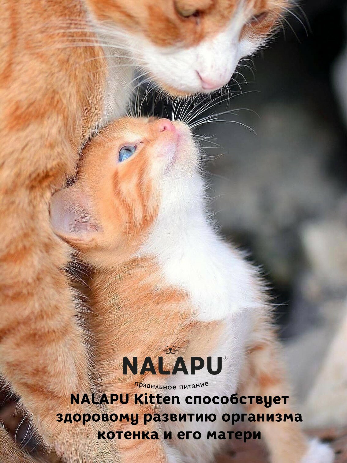 Корм для котят влажный NALAPU Kitten полнорационный консервированный корм для котят, сочные кусочки с ягненком в нежном соусе,12шт. по 77г — фото 1