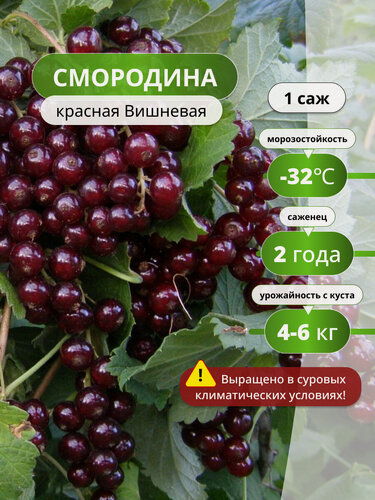 Изображение товара Смородина красная Вишневая / 1 шт, смородины, морозостойкий, высокоурожайный