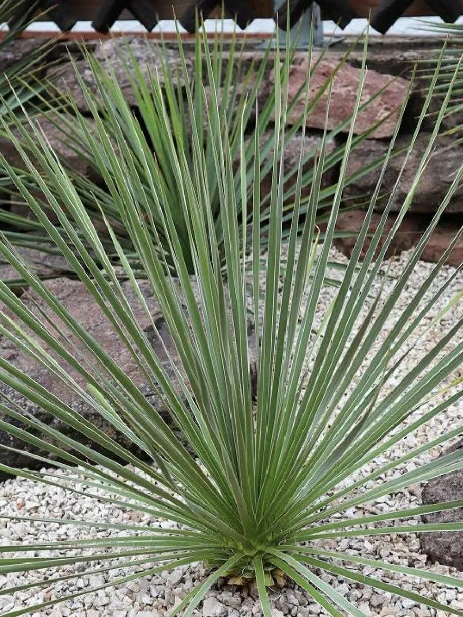 Семена Юкка гибридная (Yucca glauca x gloriosa), 4 штуки семян