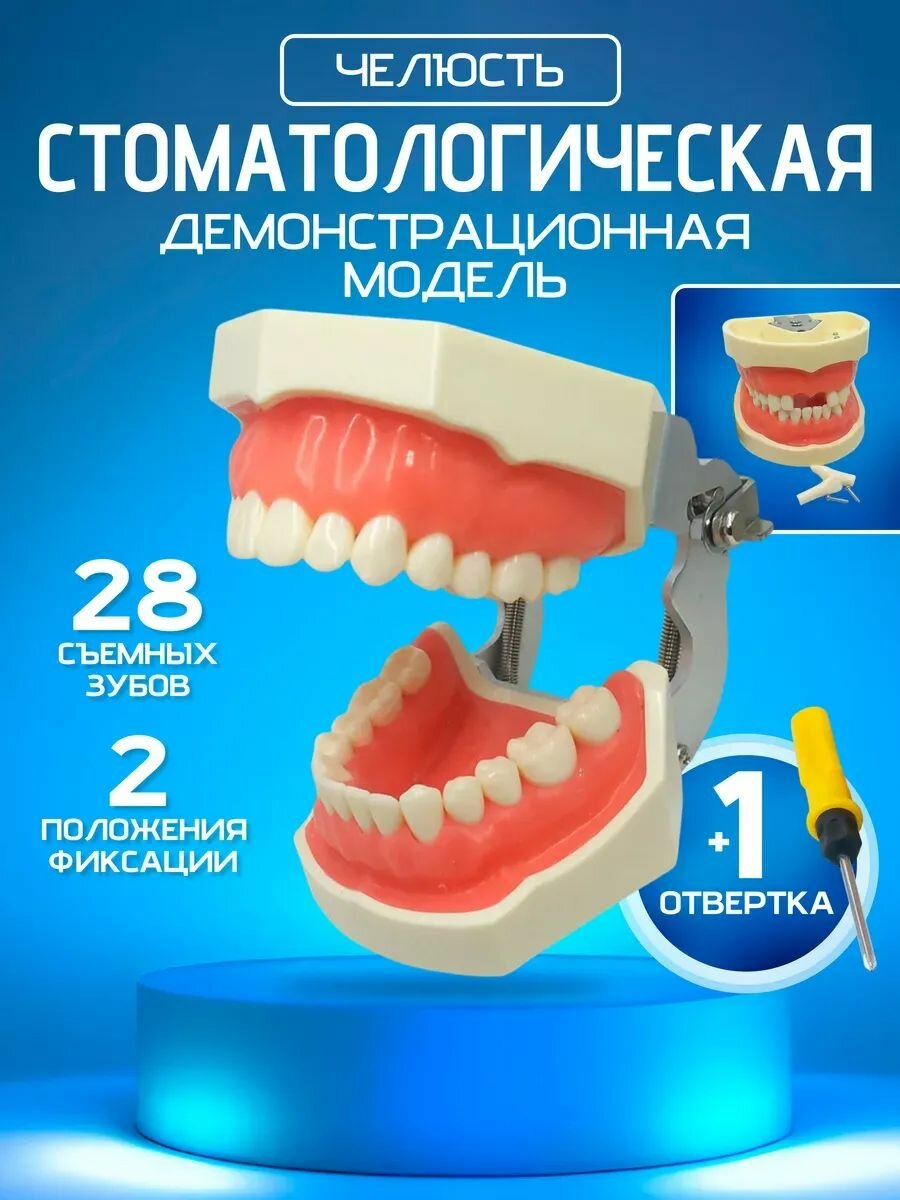Анатомическая модель челюсти и зубов для препарирования, макет для стоматолога
