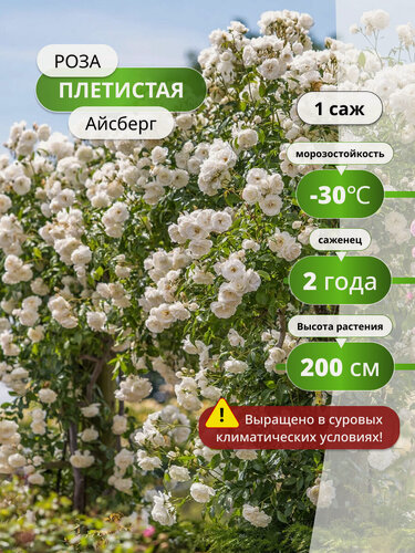 Изображение товара Роза плетистая "Айсберг", многолетняя, морозостойкая, белая, 300 см, 1 шт