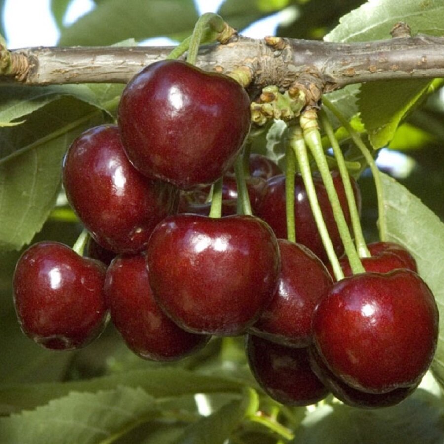 Семена Deodar SEEDS COMPANY Черешня крымская Регина 10 шт.