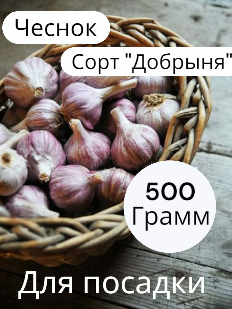 Чеснок на посадку озимый добрыня/ Сорт отборный/ Для посадки осенью 05кг
