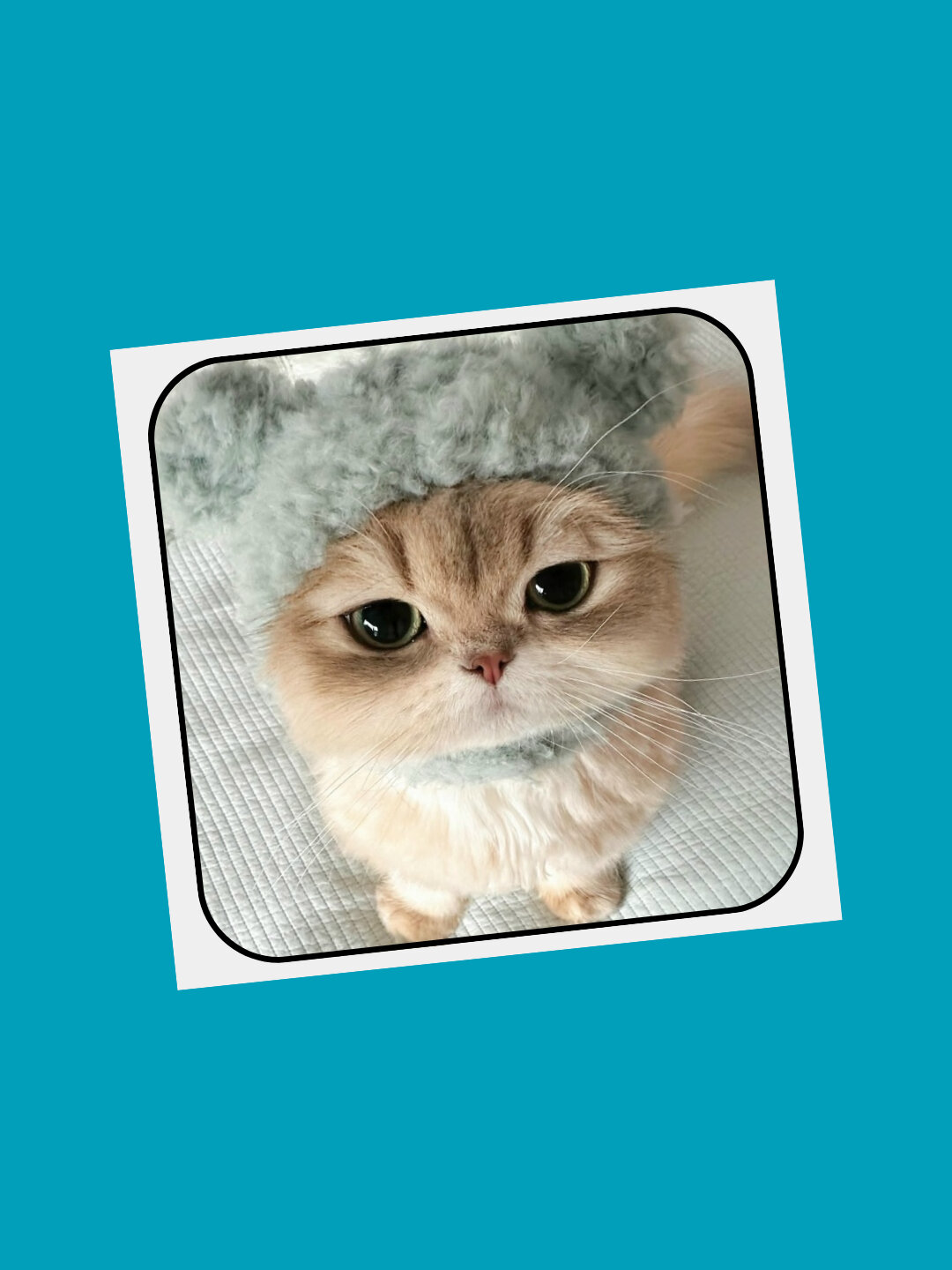 3D наклейка "коты" на телефон 3D наклейка "коты" на телефон. — фото 1