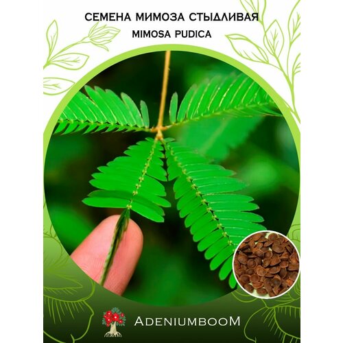 AdeniumBoom