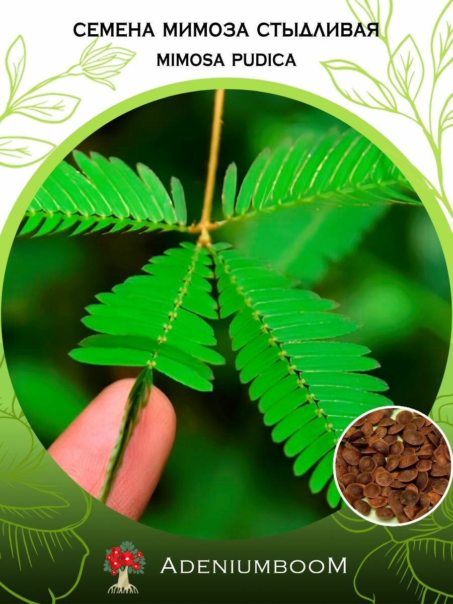 Семена Мимоза Стыдливая (5 шт.) /Mimosa Pudica семена редких комнатных цветов суккулентов многолетних цветущих растений/AdeniumBoom