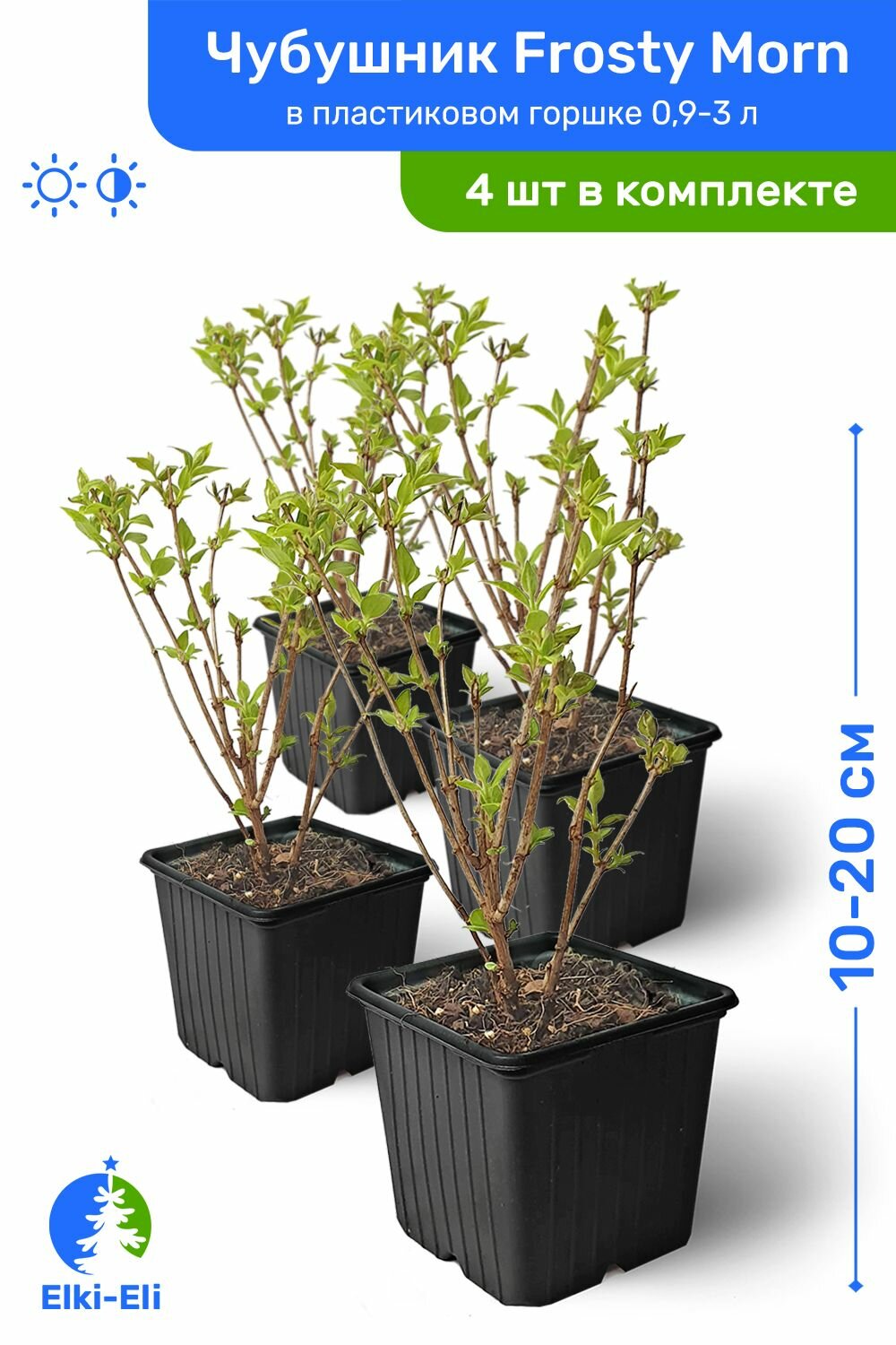 Чубушник Frosty Morm 10-20 см в пластиковом горшке саженец лиственное живое растение комплект из 4 шт