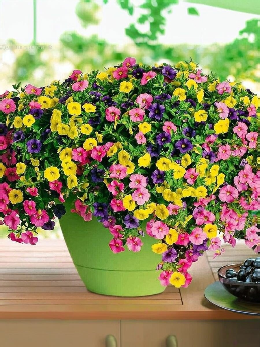 Калибрахоа професииональные семена