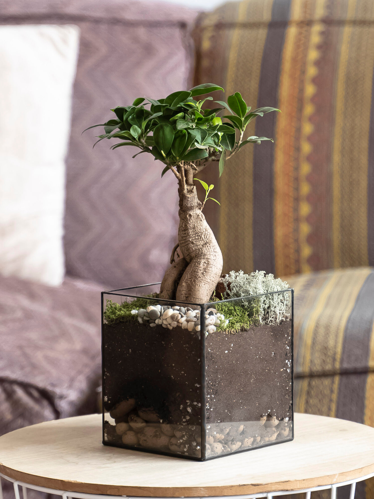 Растение GeoGlass 