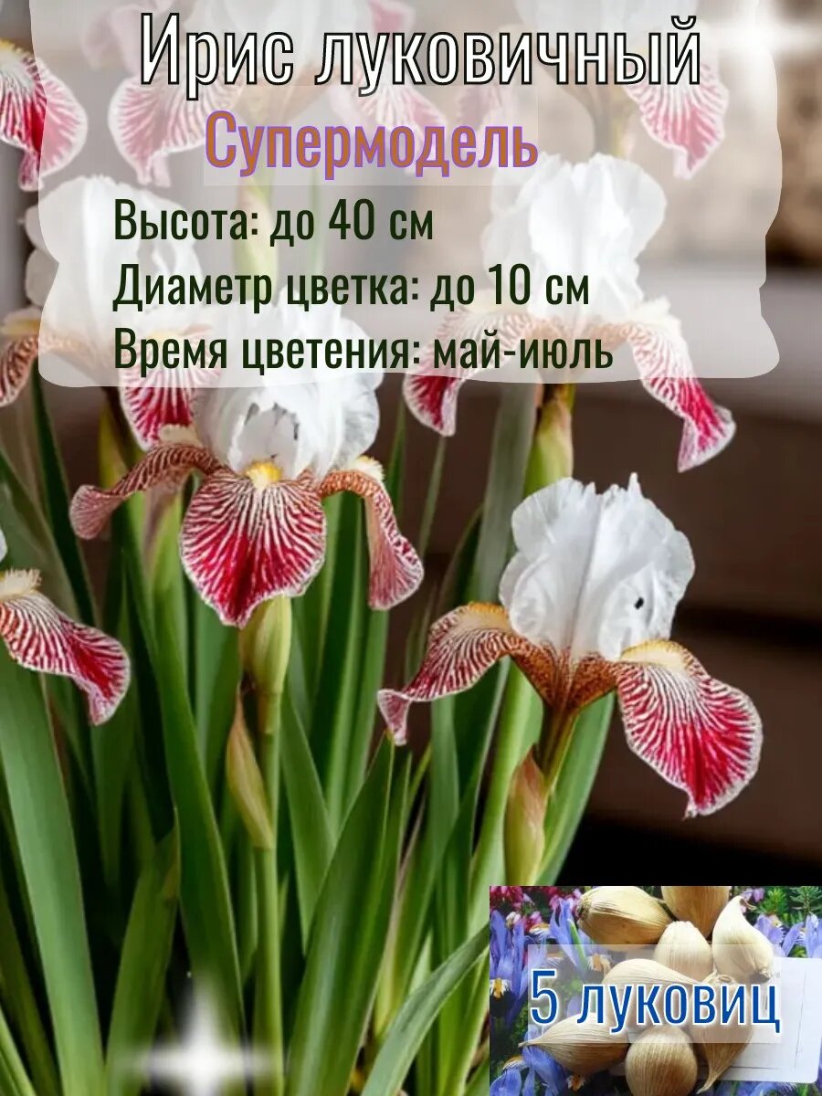 Ирис луковичный, многолетние цветы 5 штук