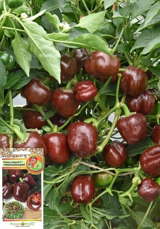 Перец сладкий F1 Трюфелек шоколадный семена