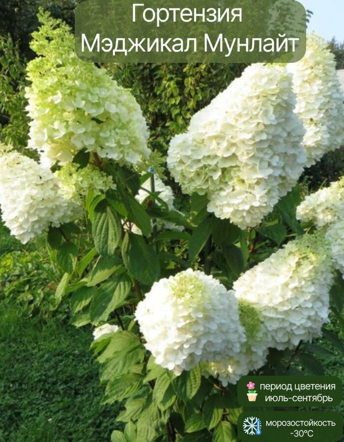 Гортензия 