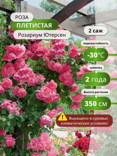 Изображение товара Роза плетистая Розариум Ютерсен, розовая, морозостойкая, 2 штуки
