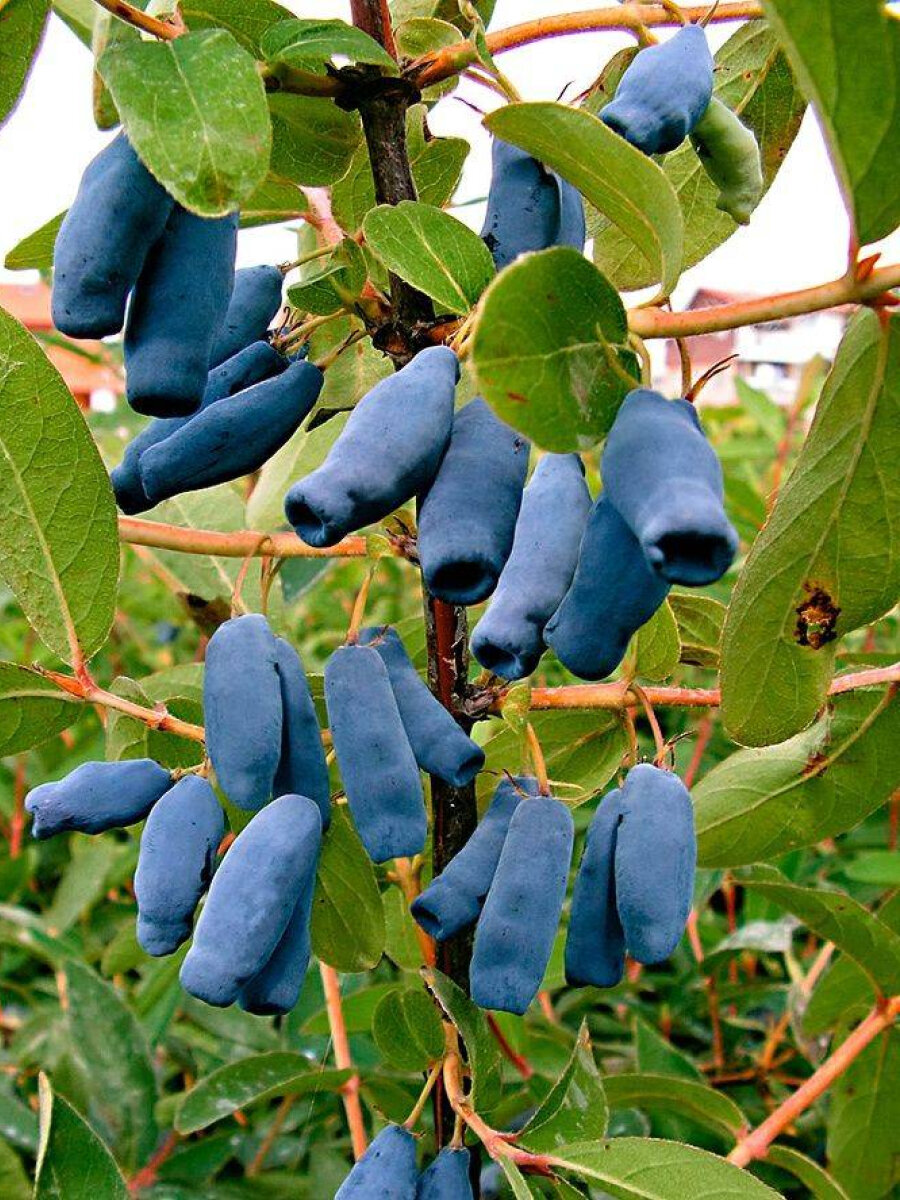 Жимолость Дуэт многолетняя 15-2 года цвет синий ЗКС для всех регионов