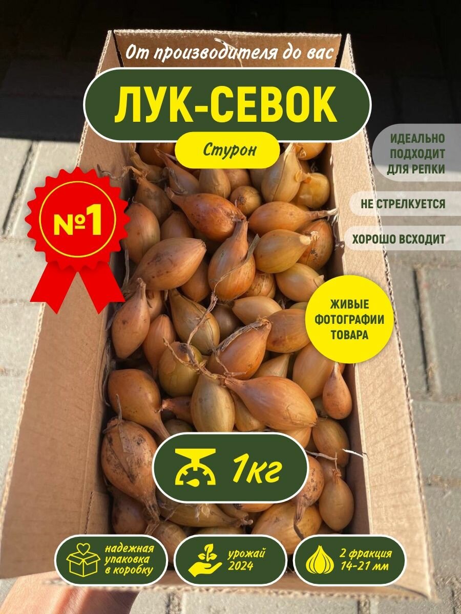 Лук севок на посадку весной Стурон 1кг
