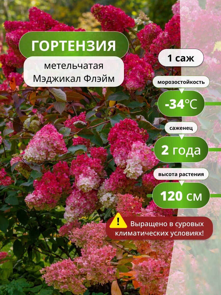 Гортензия метельчатая Мэджикал Флэйм / гортензии многолетнее