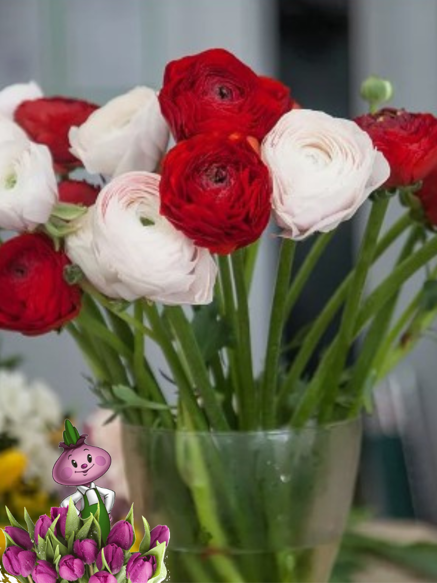 Луковицы цветов сhipollino flowers ранункулюс RED AND WHITE MIX (10 луковиц)