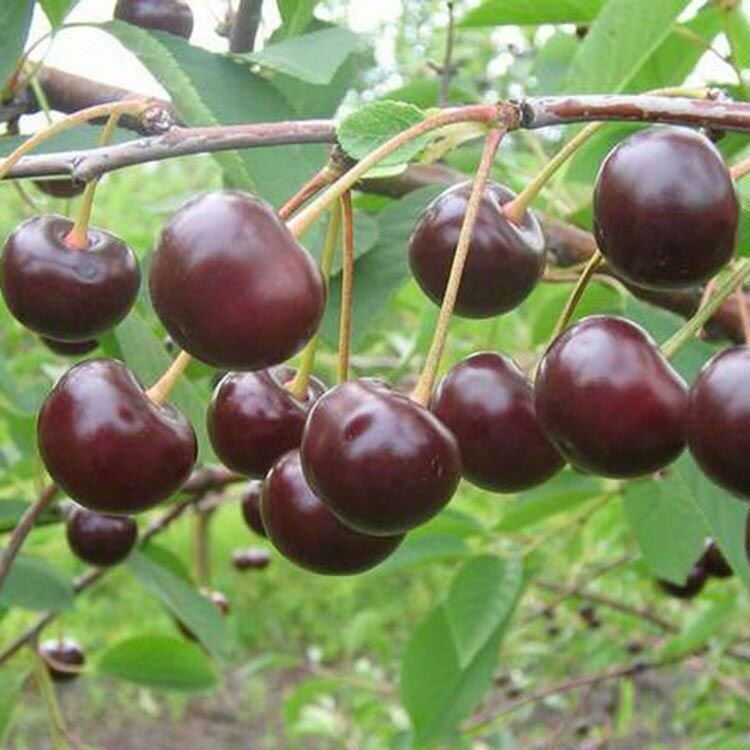 Вишня Морель Брянская саженец